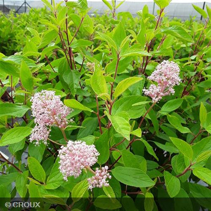 CEANOTHUS x pallidus 'Marie Simon'