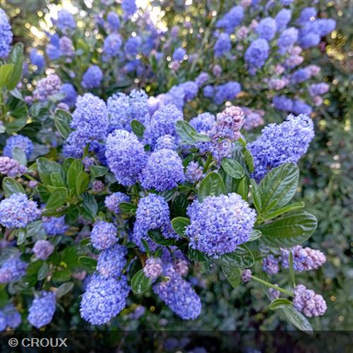CEANOTHUS thyrsiflorus 'Skylark'