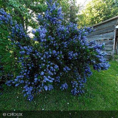 CEANOTHUS thyrsiflorus 'Skylark'