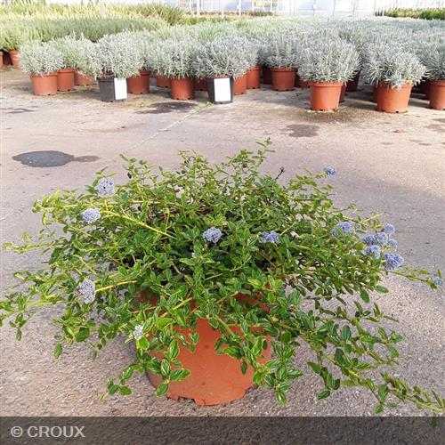 CEANOTHUS thyrsiflorus 'Repens'