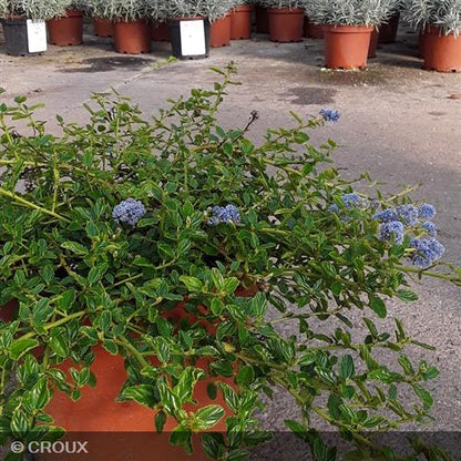 CEANOTHUS thyrsiflorus 'Repens'