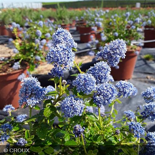 CEANOTHUS thyrsiflorus 'Repens'