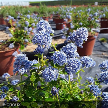 CEANOTHUS thyrsiflorus 'Repens'