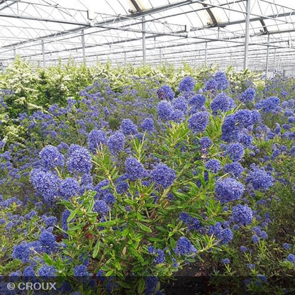 CEANOTHUS thyrsiflorus 'Cascade'