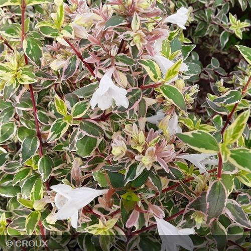 ABELIA x grandiflora 'Sparkling Silver®'