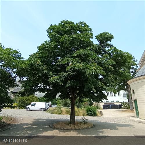 CASTANEA sativa Bouche de betizac