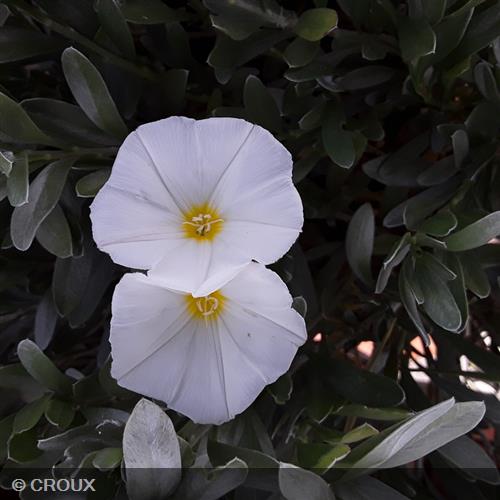 CONVOLVULUS cneorum