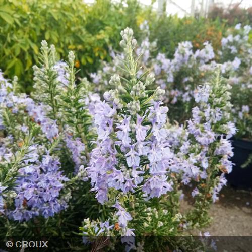 ROSMARINUS  officinalis 'Pointe du Raz'