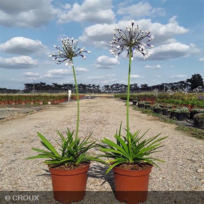 AGAPANTHUS x   'Fireworks®'