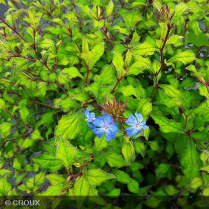 CERATOSTIGMA willmottianum