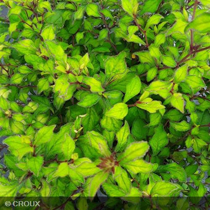 CERATOSTIGMA willmottianum