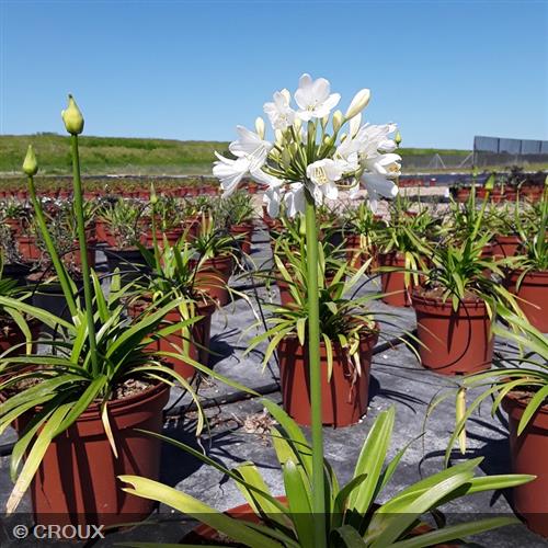 AGAPANTHUS  x 'Ever White®'