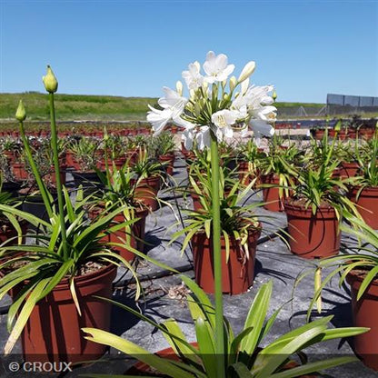 AGAPANTHUS  x 'Ever White®'