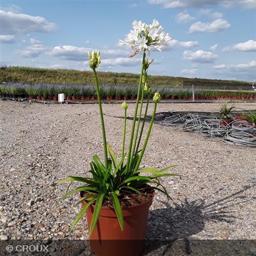 AGAPANTHUS  x 'Ever White®'