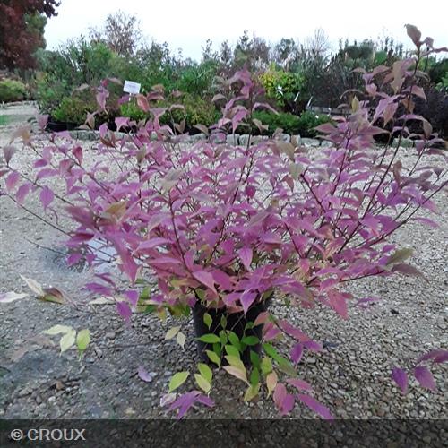 CALLICARPA dichotoma 'Cardinal'