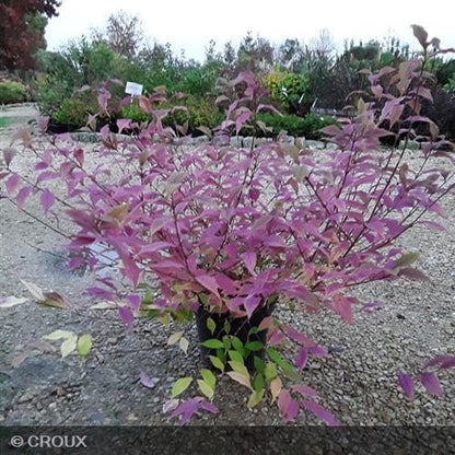 CALLICARPA dichotoma 'Cardinal'