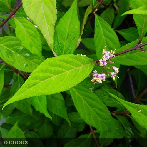 CALLICARPA dichotoma 'Cardinal'