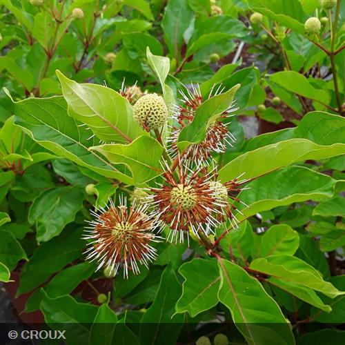 CEPHALANTHUS occidentalis