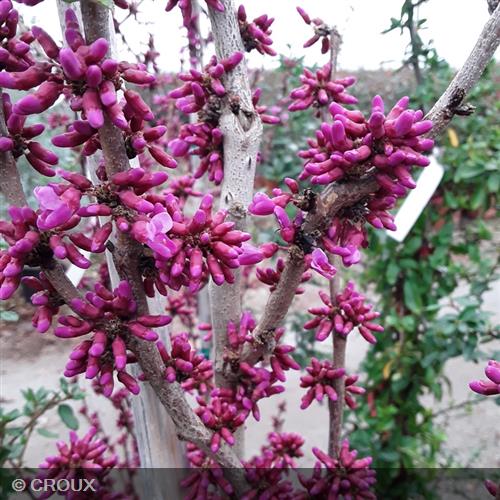 CERCIS chinensis 'Avondale'
