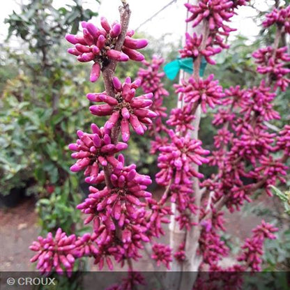 CERCIS chinensis 'Avondale'