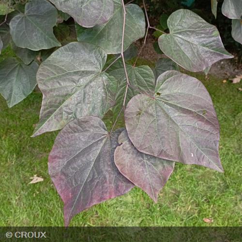 CERCIS canadensis 'Forest Pansy'