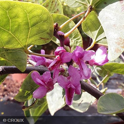 CERCIS siliquastrum