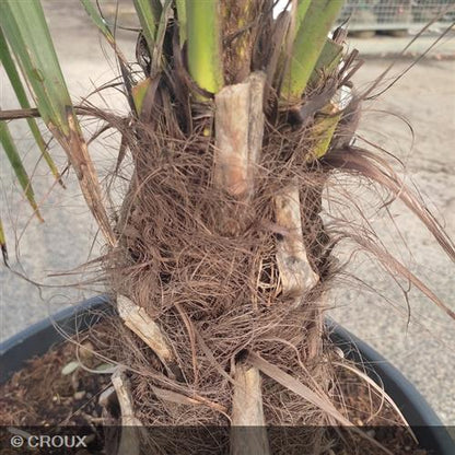 CHAMAEROPS excelsa Taille tronc