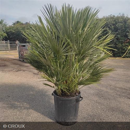 CHAMAEROPS humilis