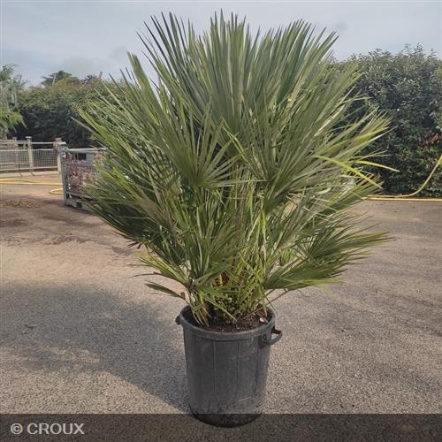CHAMAEROPS humilis