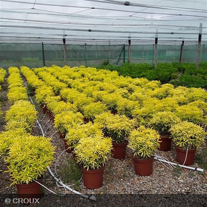 CHOISYA ternata 'Aztec Gold®'