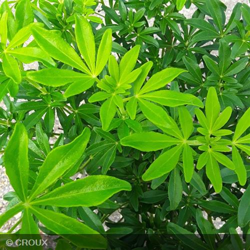 CHOISYA ternata 'Greenfingers® 'Lissfing'