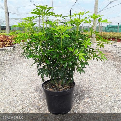 CHOISYA ternata 'Greenfingers® 'Lissfing'