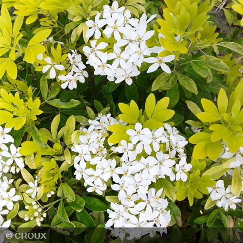 CHOISYA  ternata 'Sundance® Lich'
