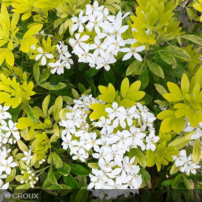 CHOISYA  ternata 'Sundance® Lich'