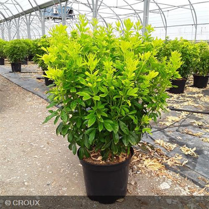 CHOISYA  ternata 'Sundance® Lich'