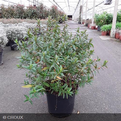 CISTUS x loretii