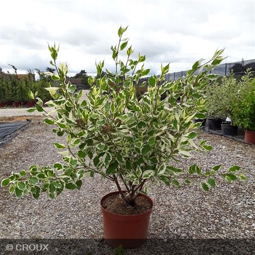 CORNUS alba 'Argenteomarginata'