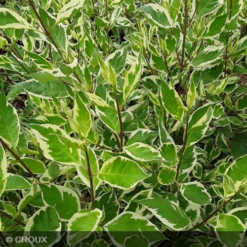 CORNUS alba 'Argenteomarginata'