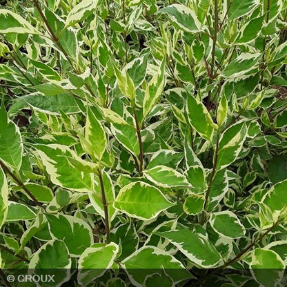 CORNUS alba 'Argenteomarginata'