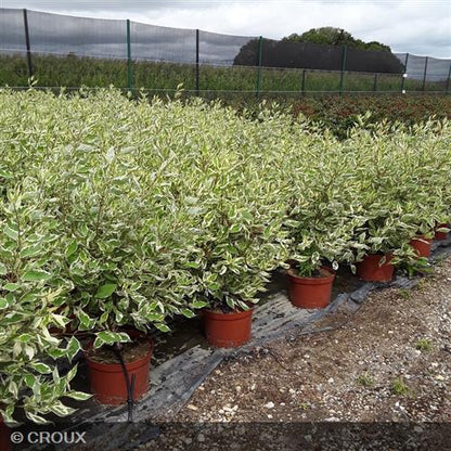 CORNUS alba 'Argenteomarginata'