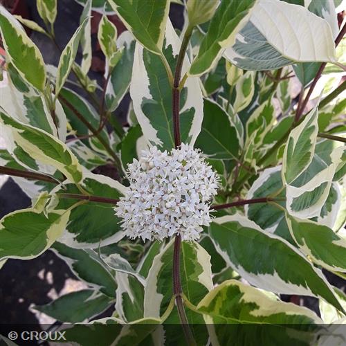 CORNUS alba 'Argenteomarginata'