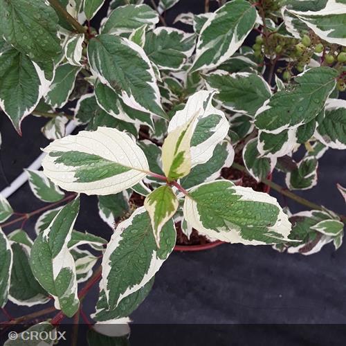 CORNUS alba 'Elegantissima'