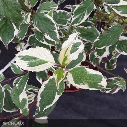 CORNUS alba 'Elegantissima'