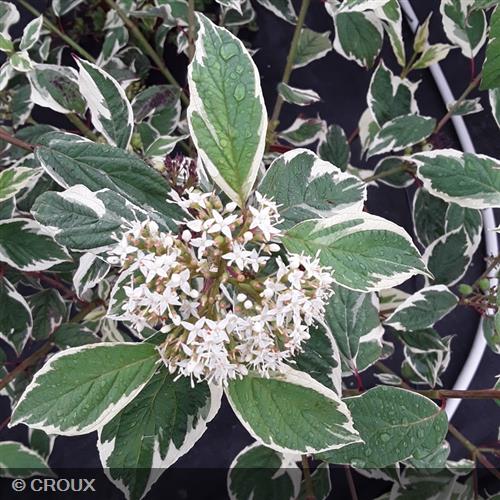 CORNUS alba 'Elegantissima'