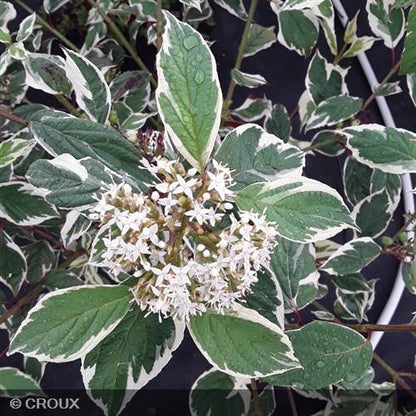 CORNUS alba 'Elegantissima'