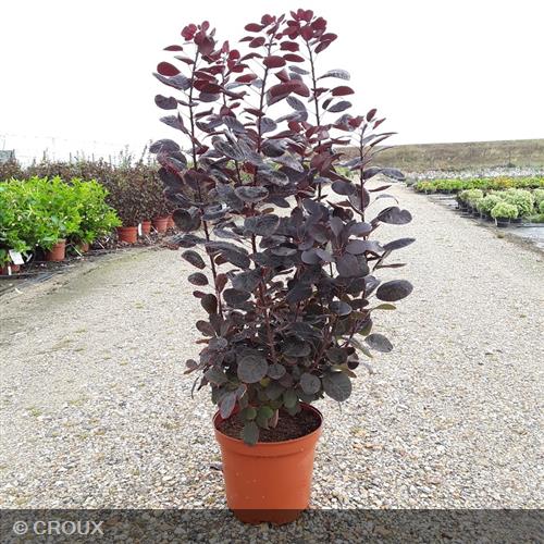 COTINUS coggygria 'Royal Purple'