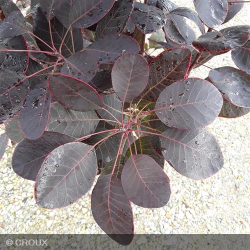 COTINUS coggygria 'Royal Purple'