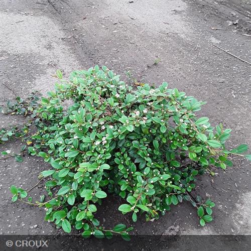 COTONEASTER dammeri 'Major'