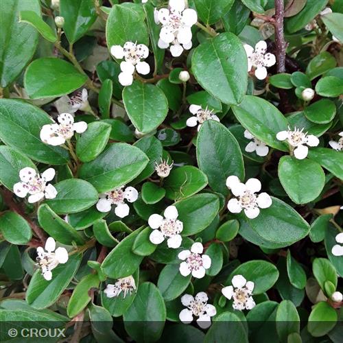 COTONEASTER dammeri 'Major'