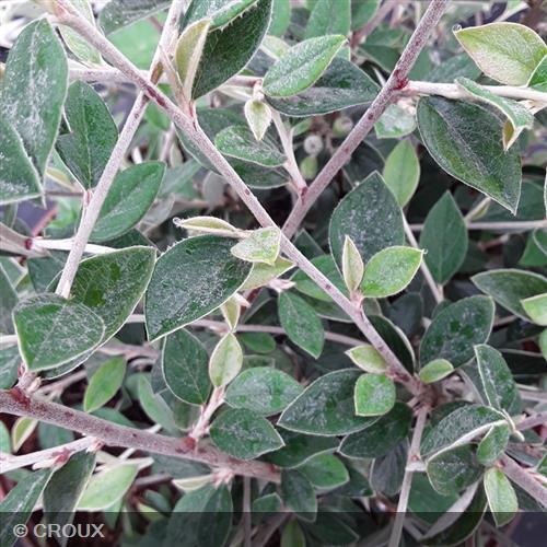 COTONEASTER franchetii